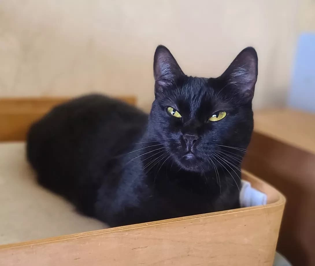 Dzhava (Джава), Mixed Breed (Happy Paw Kyiv)