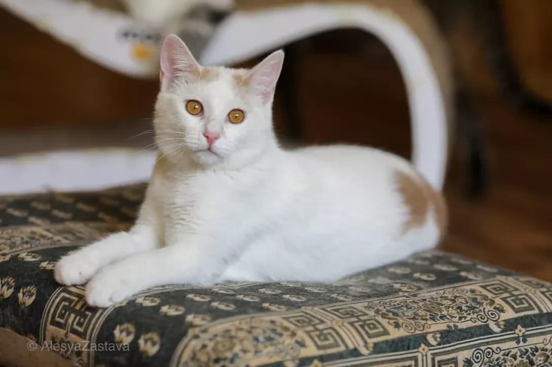Alyaska (Alya) (Аляска (Аля)), Mixed Breed (Happy Paw Kyiv)