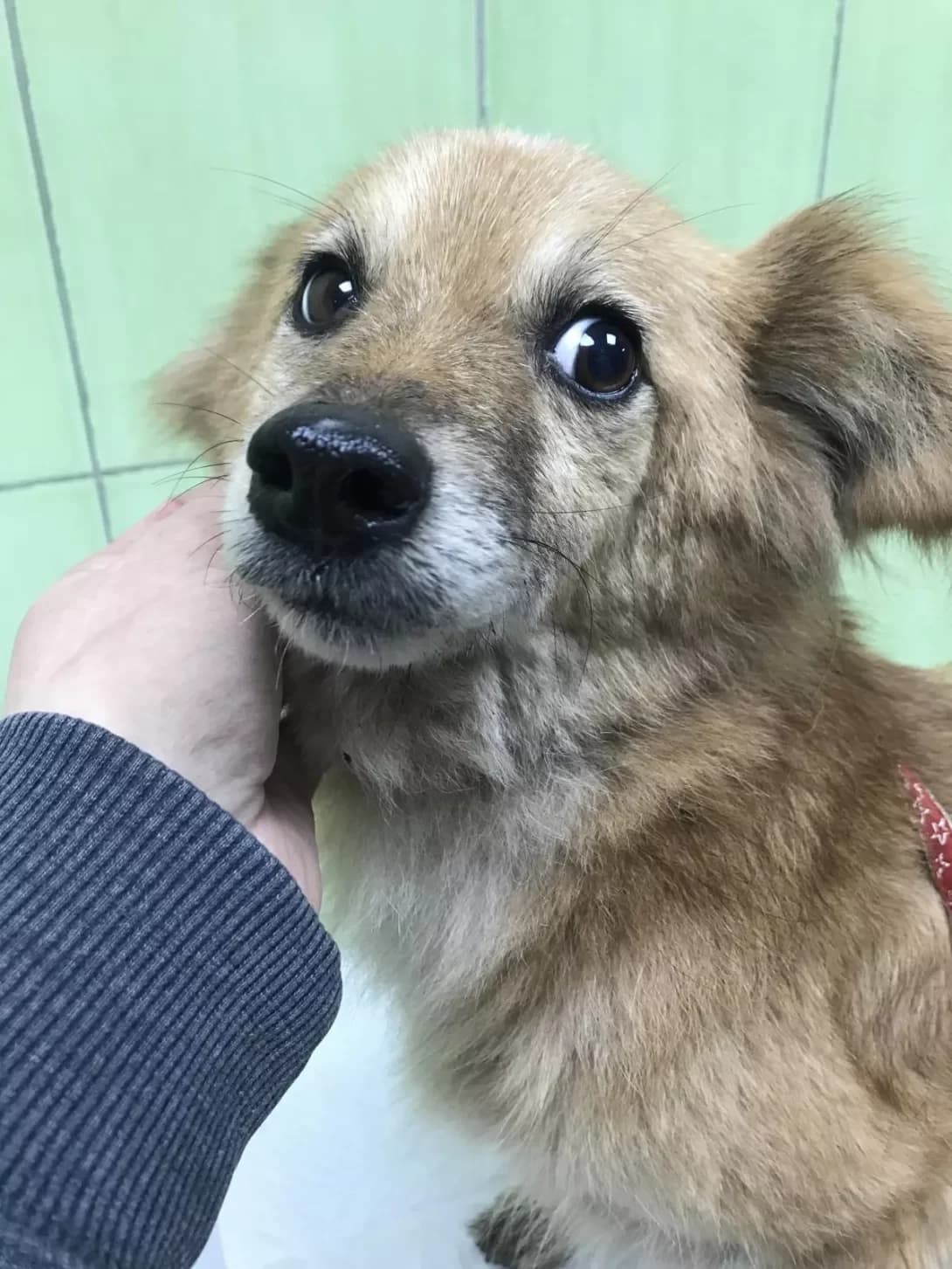 Knopa (Кнопа), female senior Mixed Breed for adoption at Happy Paw Zaporizhzhia
