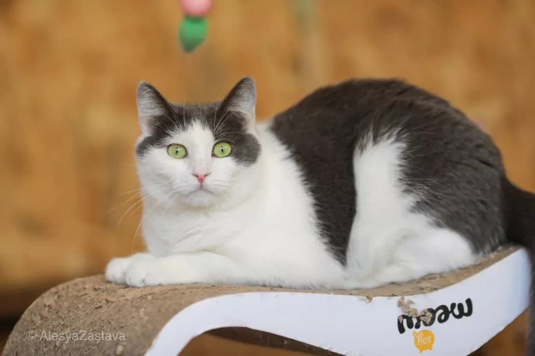 Stepan (Степан), Mixed Breed (Happy Paw Kyiv)