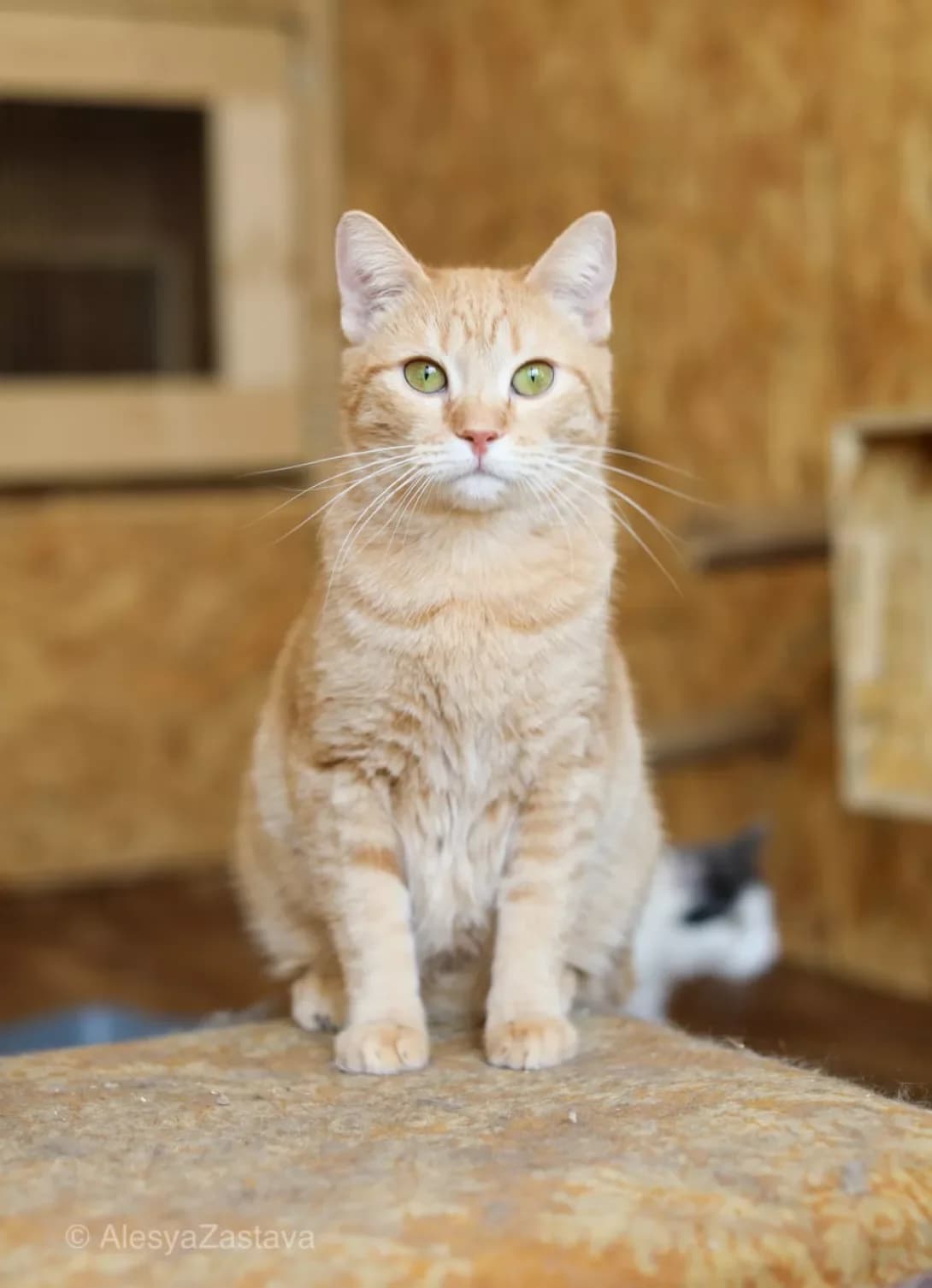 Fanta (Фанта), Mixed Breed (Happy Paw Kyiv)