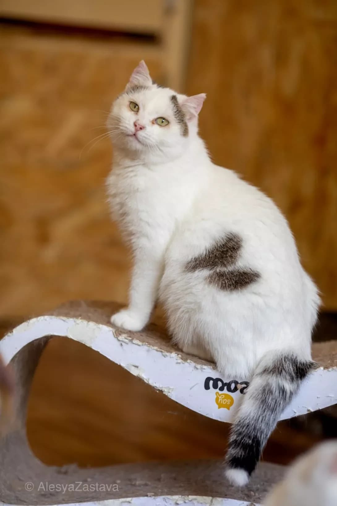 Tsilya (Циля), Mixed Breed (Happy Paw Kyiv)