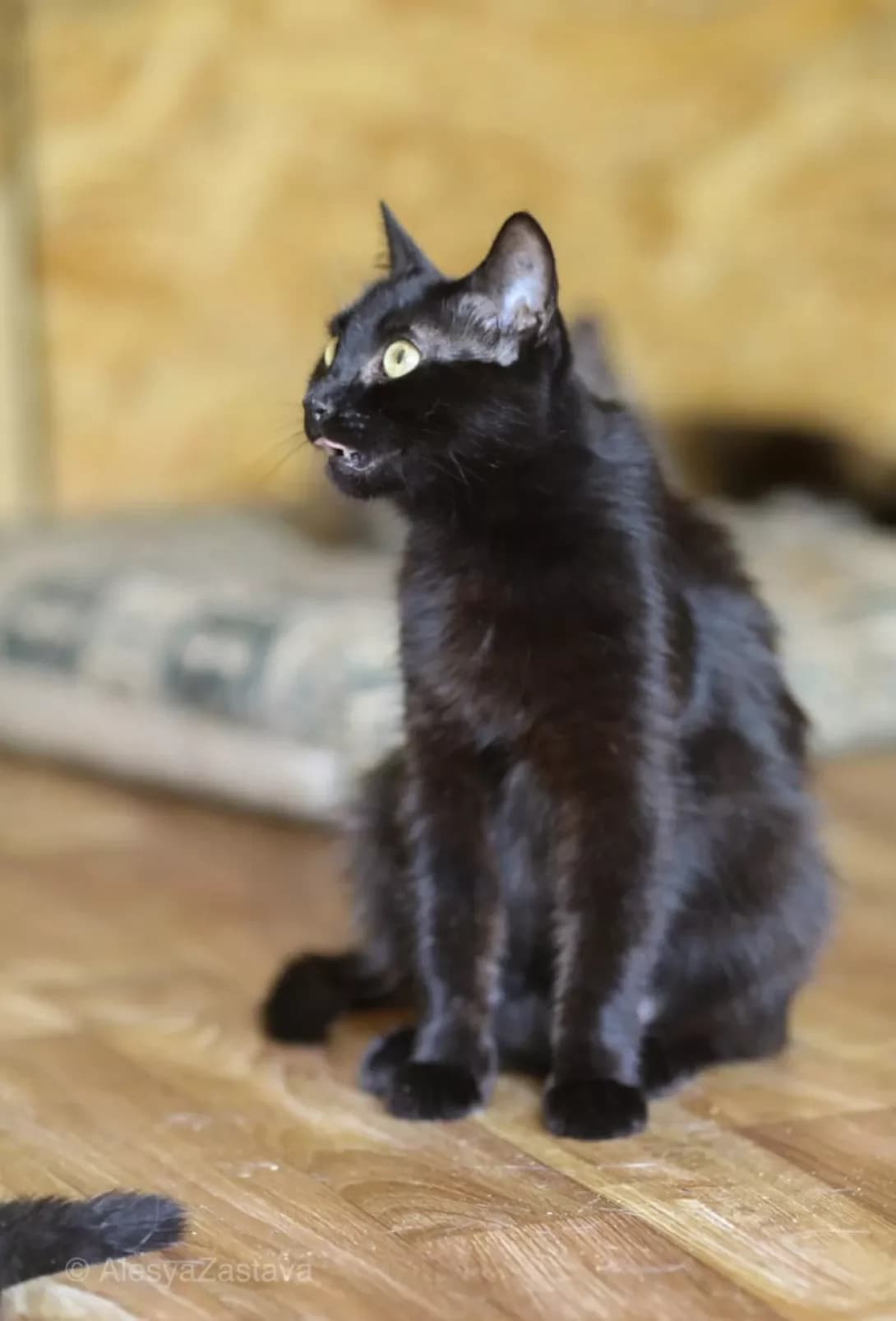 Kiara (Кіара), Mixed Breed (Happy Paw Kyiv)