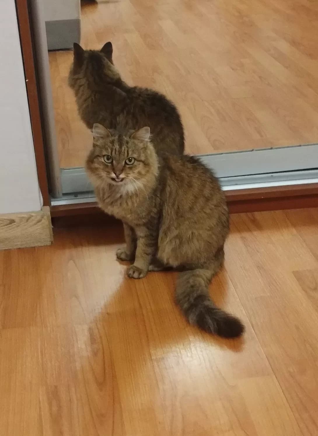 Kit (Кіт), Mixed Breed (Happy Paw Kyiv)