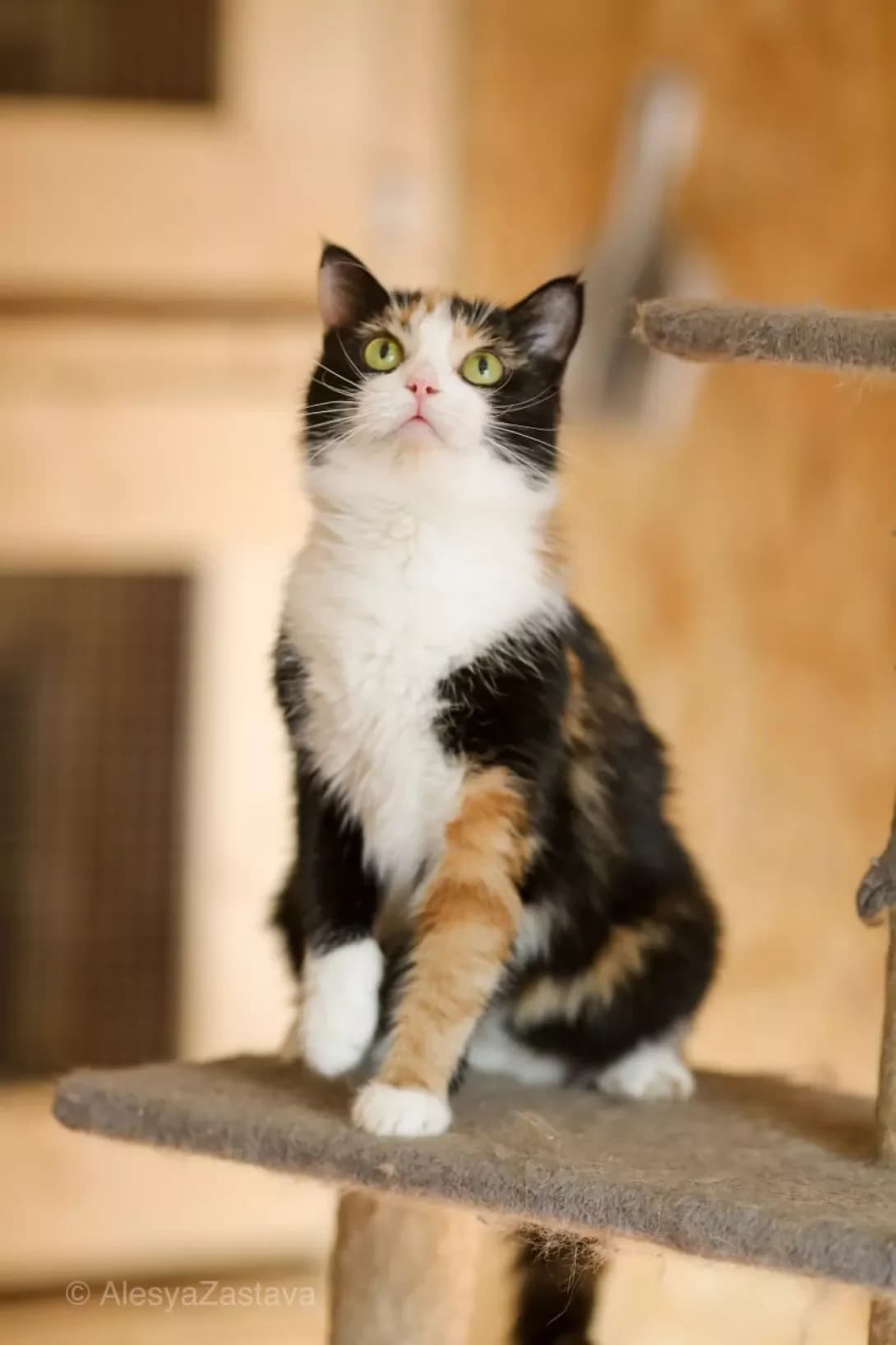Merlin (Мерлін), Mixed Breed (Happy Paw Kyiv)