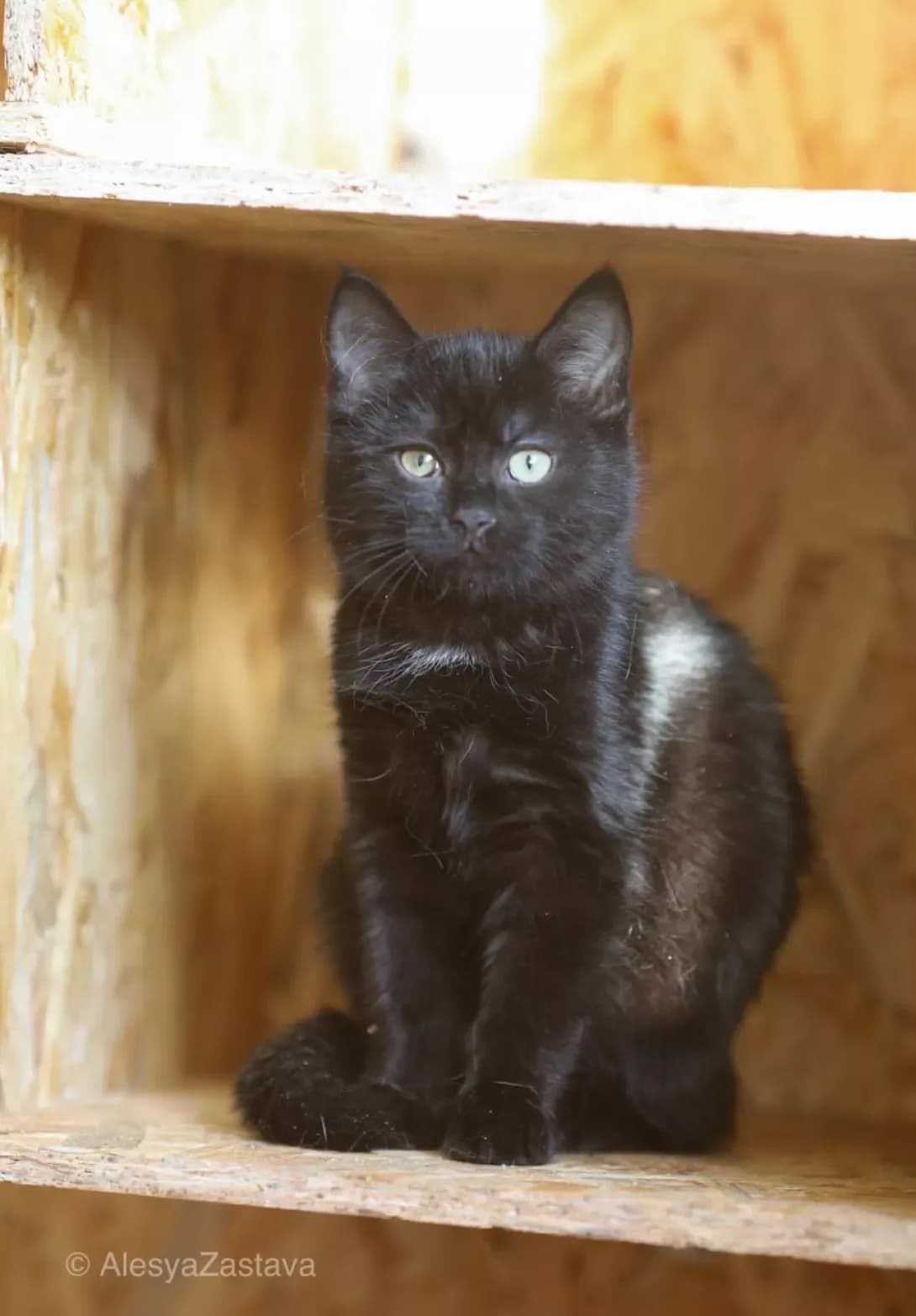 Forest (Форест), Mixed Breed (Happy Paw Kyiv)