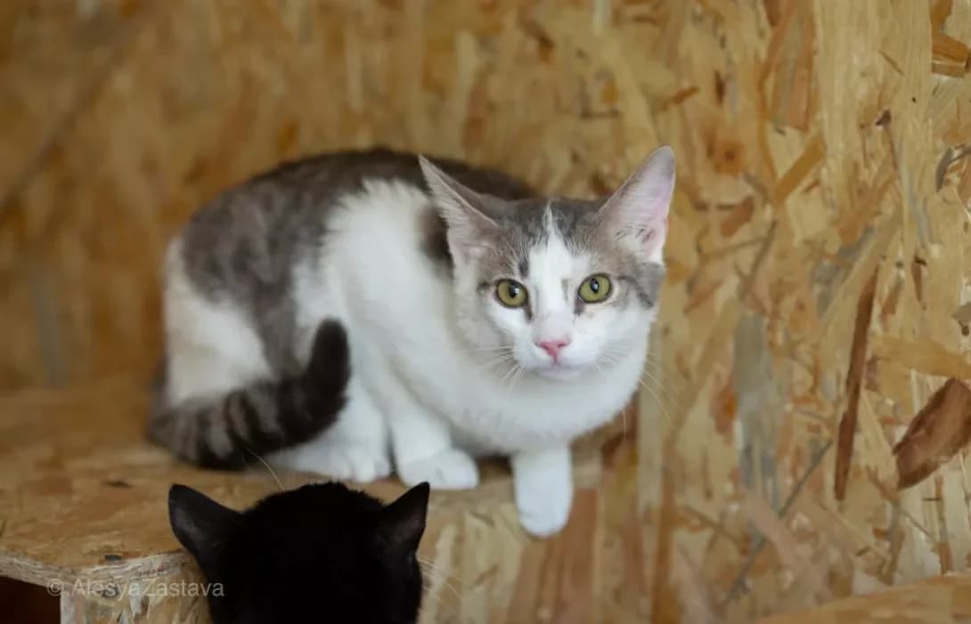 Kruz (Круз), Mixed Breed (Happy Paw Kyiv)