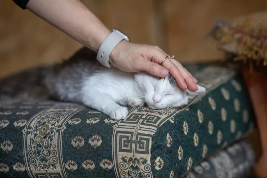 Santa (Санта), Mixed Breed (Happy Paw Kyiv)