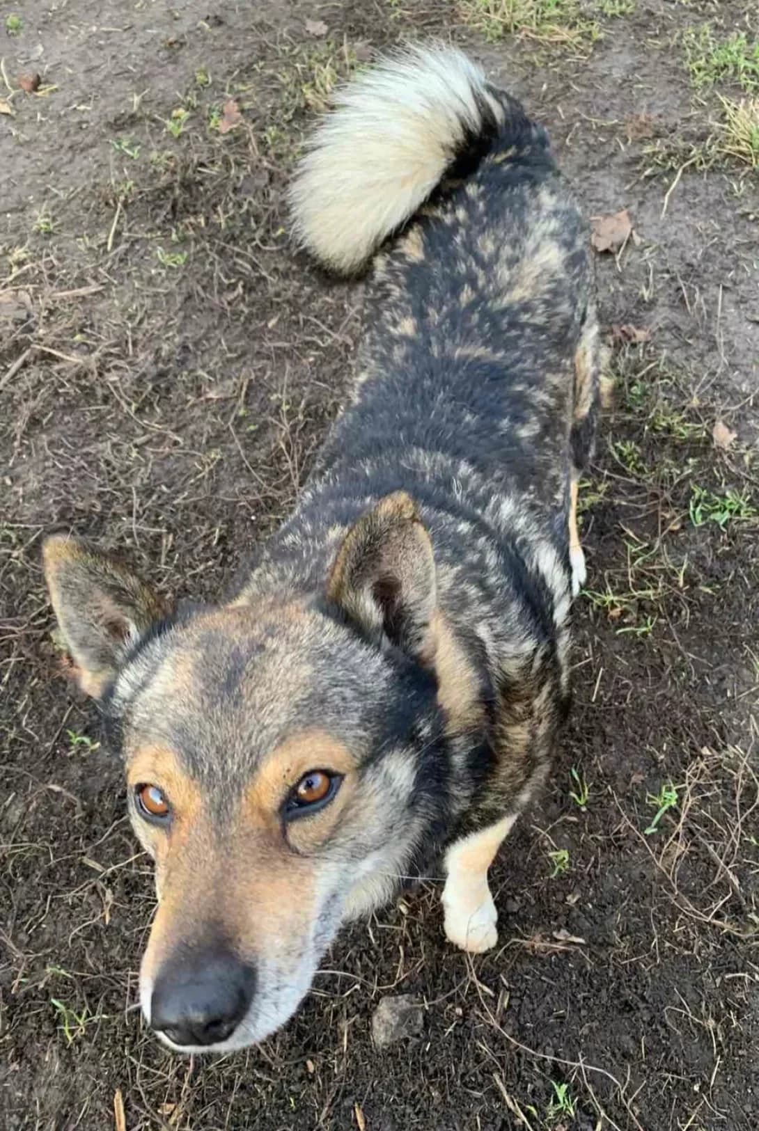 Druzhok (Дружок), Mixed Breed (Happy Paw Kirovohrad)
