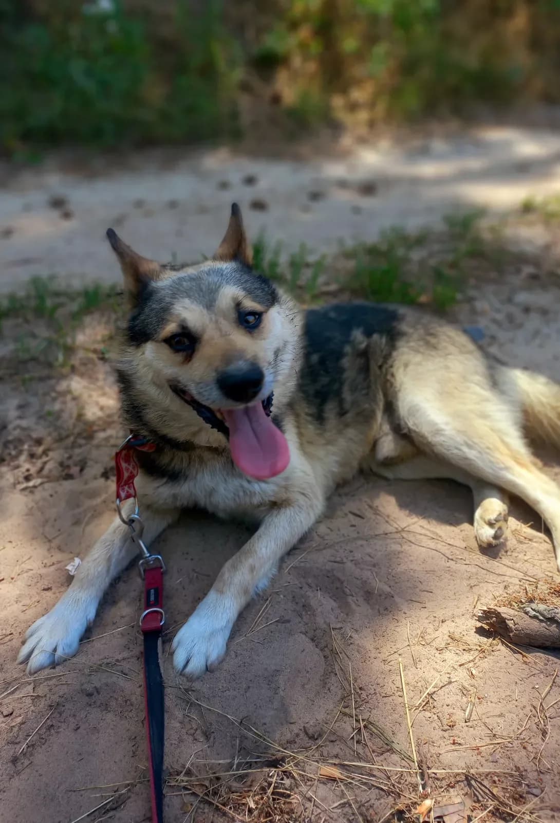 Simulyant (Симулянт), Mixed Breed (Happy Paw Kirovohrad)