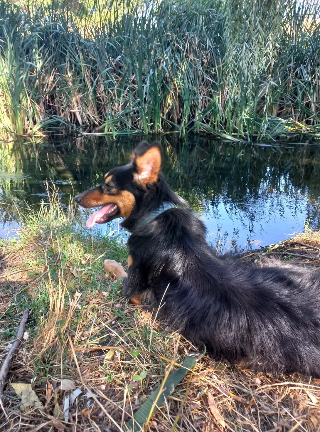 Kerri (Керрі), Mixed Breed (Happy Paw Kirovohrad)