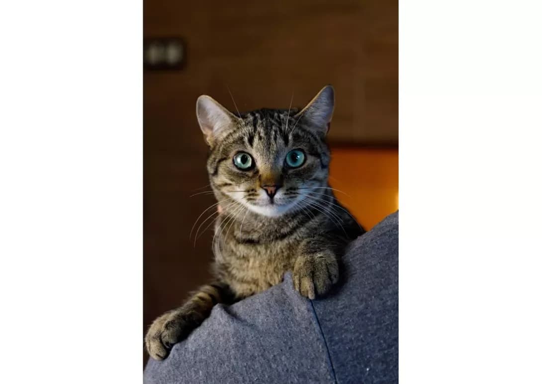 Tayger (Тайгер), Mixed Breed (Happy Paw Kyiv)