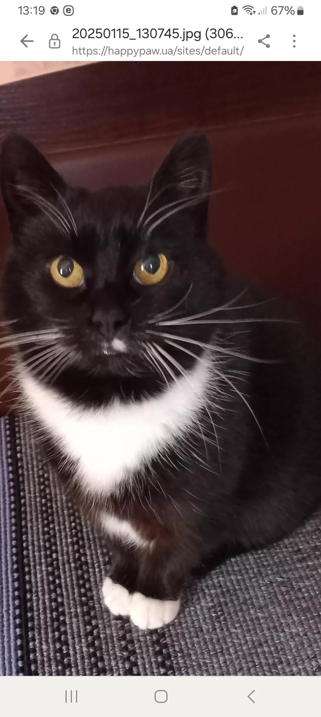Kitsya (Киця), female 3yo Mixed Breed for adoption at Happy Paw Kyiv Oblast