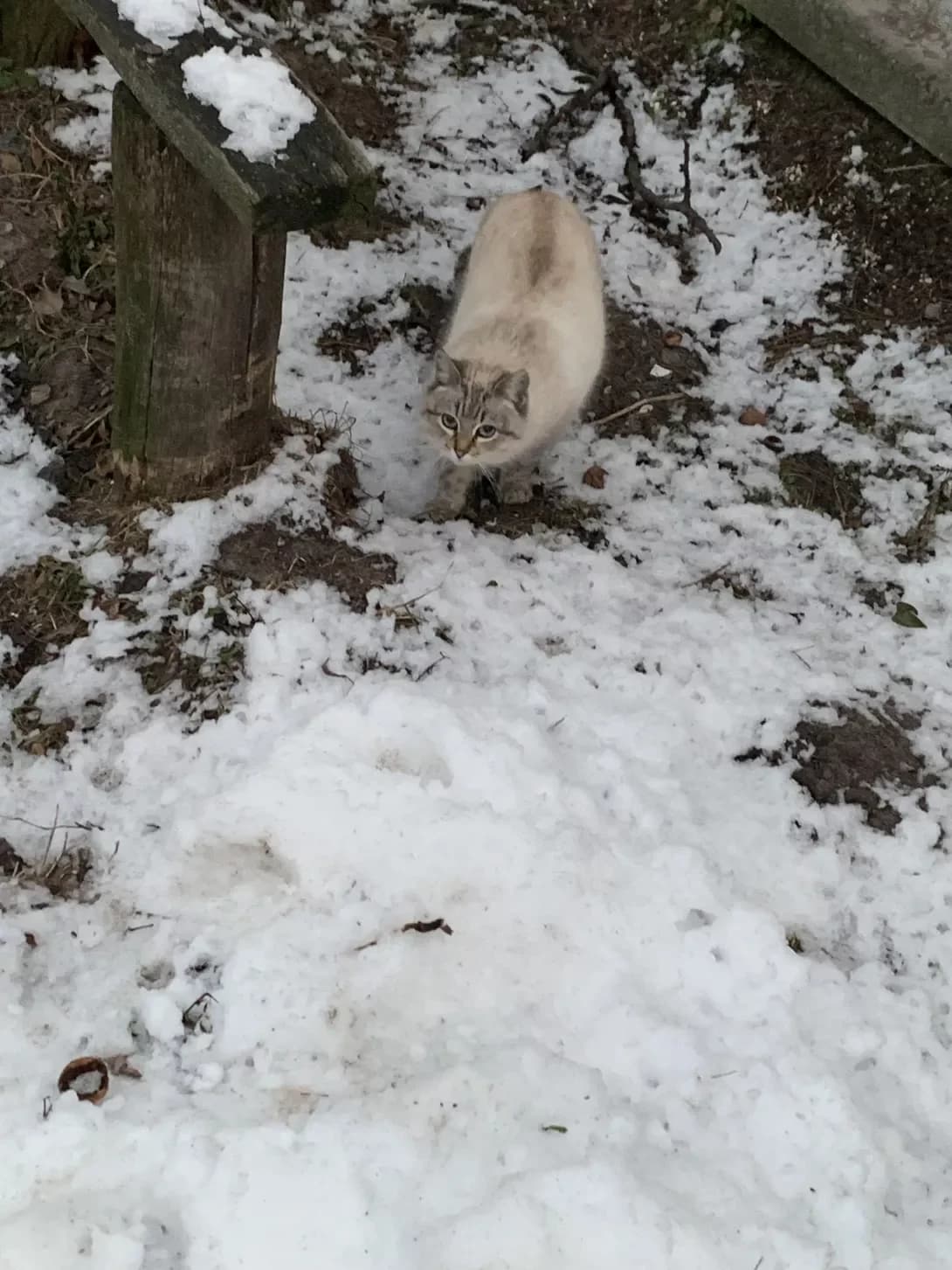 Siamchik (Сіамчик), Mixed Breed (Happy Paw Kyiv)