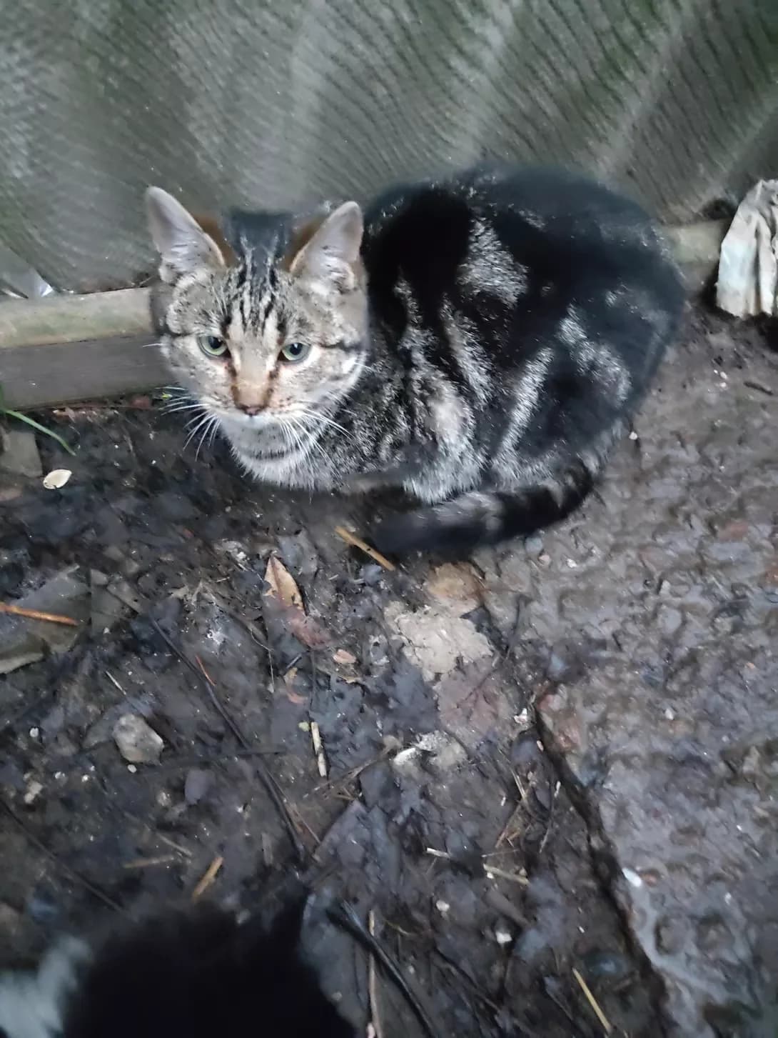 Baron (Барон), male young Mixed Breed for adoption at Happy Paw Zhytomyr Oblast