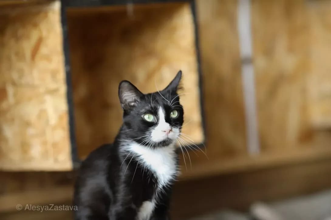 Feliks (Фелікс), Mixed Breed (Happy Paw Kyiv)