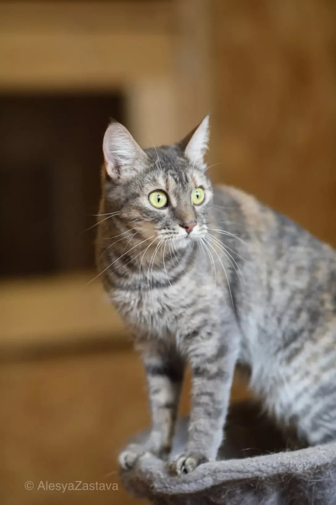 Murka (Мурка), Mixed Breed (Happy Paw Kyiv)