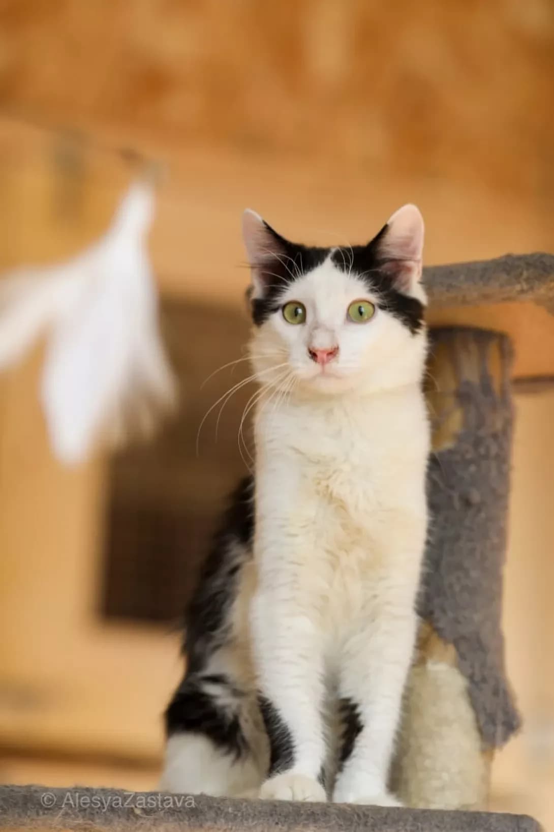 Artemon (Артемон), Mixed Breed (Happy Paw Kyiv)