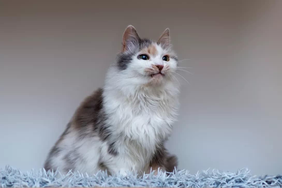 Mindi (Мінді), Mixed Breed (Happy Paw Kyiv Oblast)