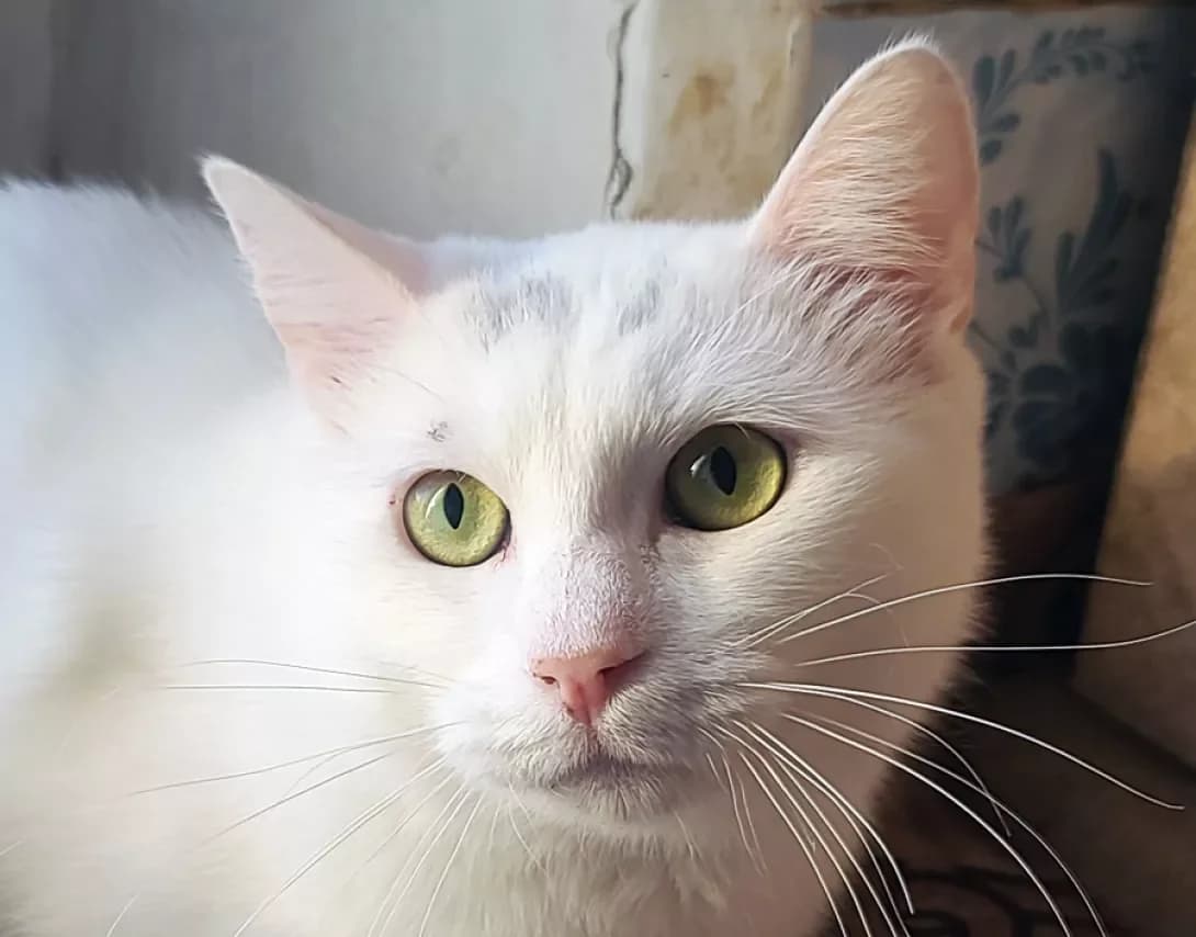 Snizhok (Сніжок), Mixed Breed (Happy Paw Kyiv)