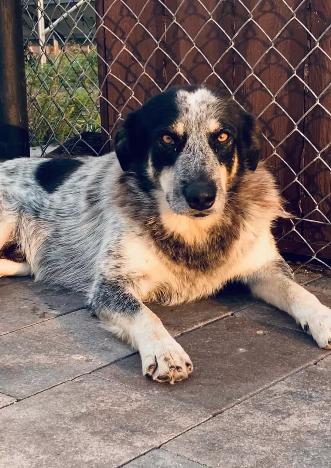 Rey (Рей), male 4yo Mixed Breed for adoption at Happy Paw Ivano-Frankivsk Oblast