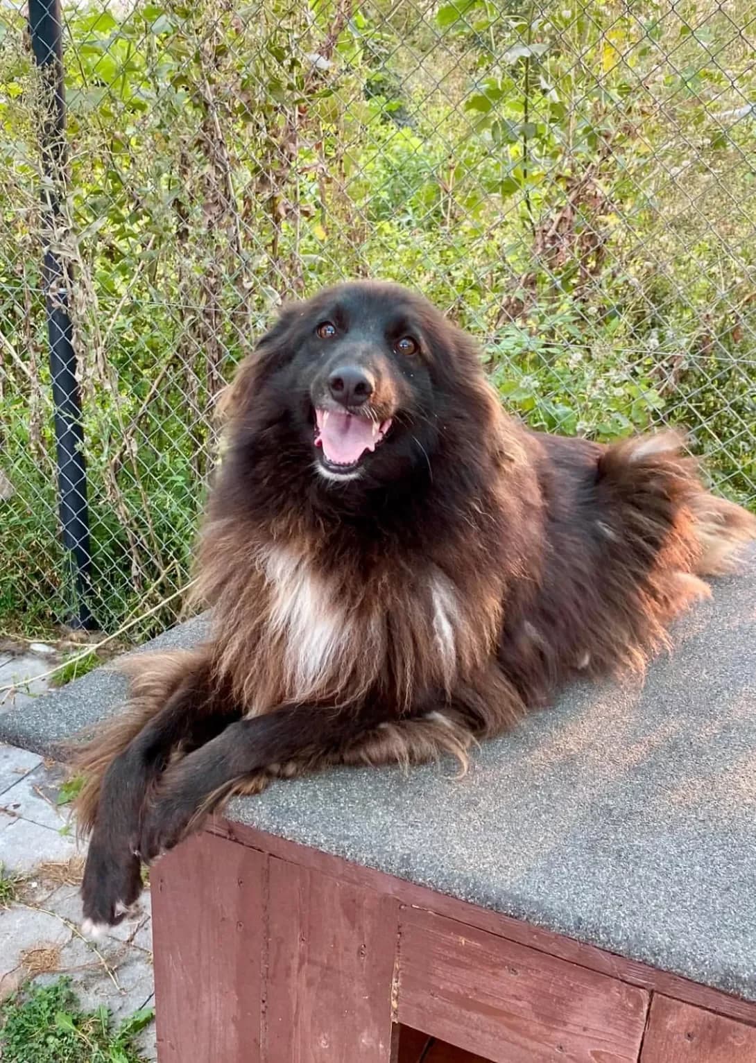 Anka (Анька), female 5yo Mixed Breed for adoption at Happy Paw Ivano-Frankivsk Oblast