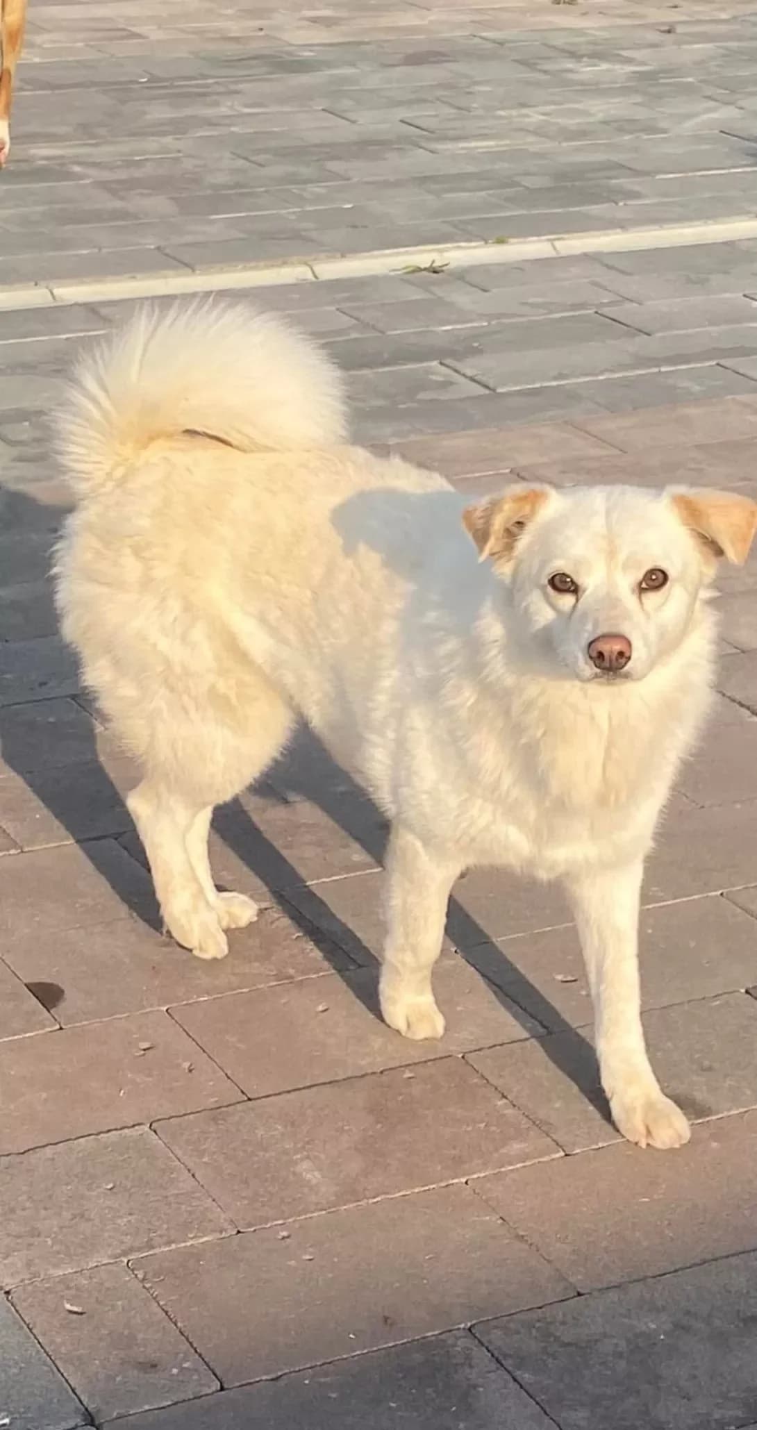 Krasunya (Красуня), female 5yo Mixed Breed for adoption at Happy Paw Ivano-Frankivsk Oblast