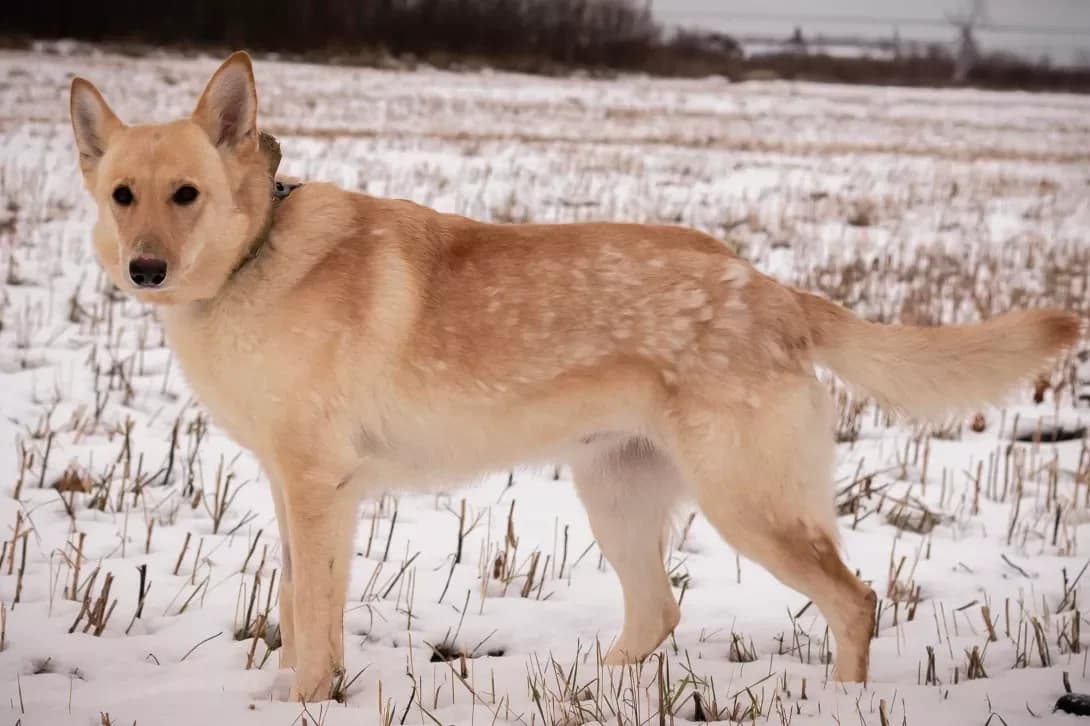 Frosya (Фрося), Mixed Breed (Happy Paw Ivano-Frankivsk Oblast)