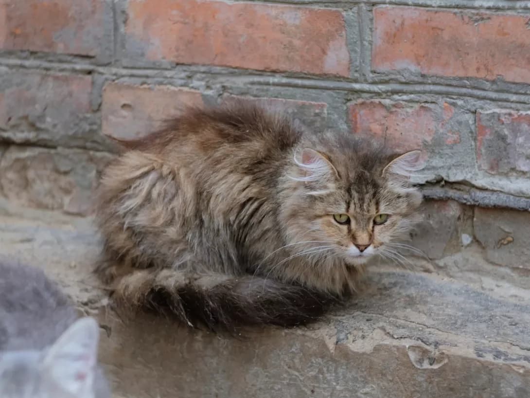 Kitsya (Киця), female 3yo Mixed Breed for adoption at Happy Paw Poltava