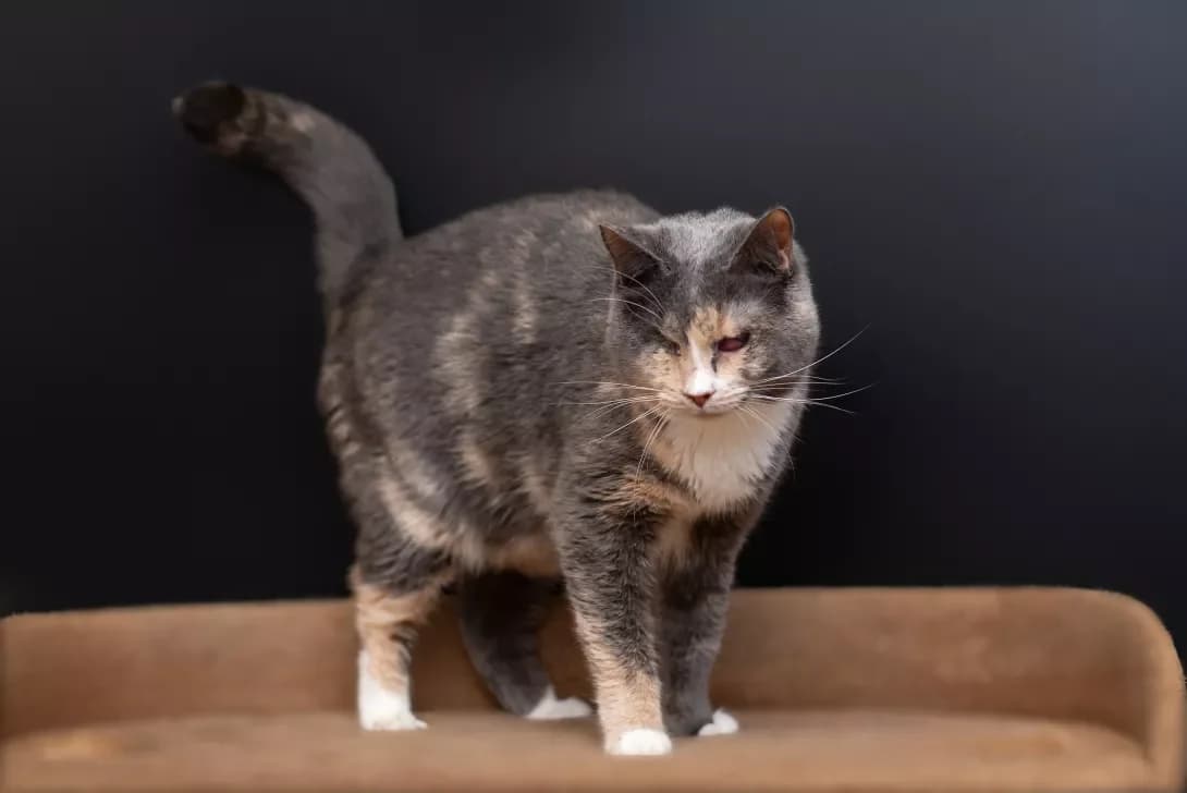 Selena (Селена), Mixed Breed (Happy Paw Kyiv Oblast)