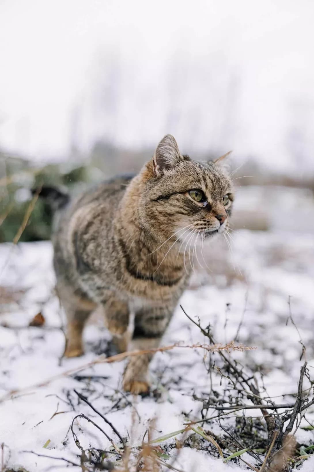 Noel (Ноель), Mixed Breed (Happy Paw Kyiv Oblast)