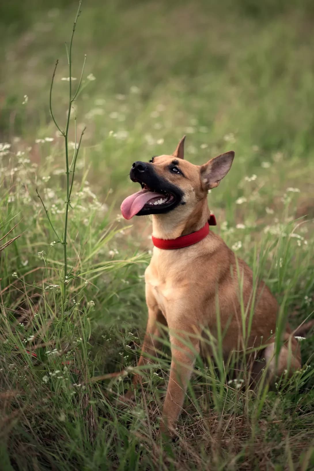 Sheyli (Шейлі), female young Mixed Breed for adoption at Happy Paw Odesa