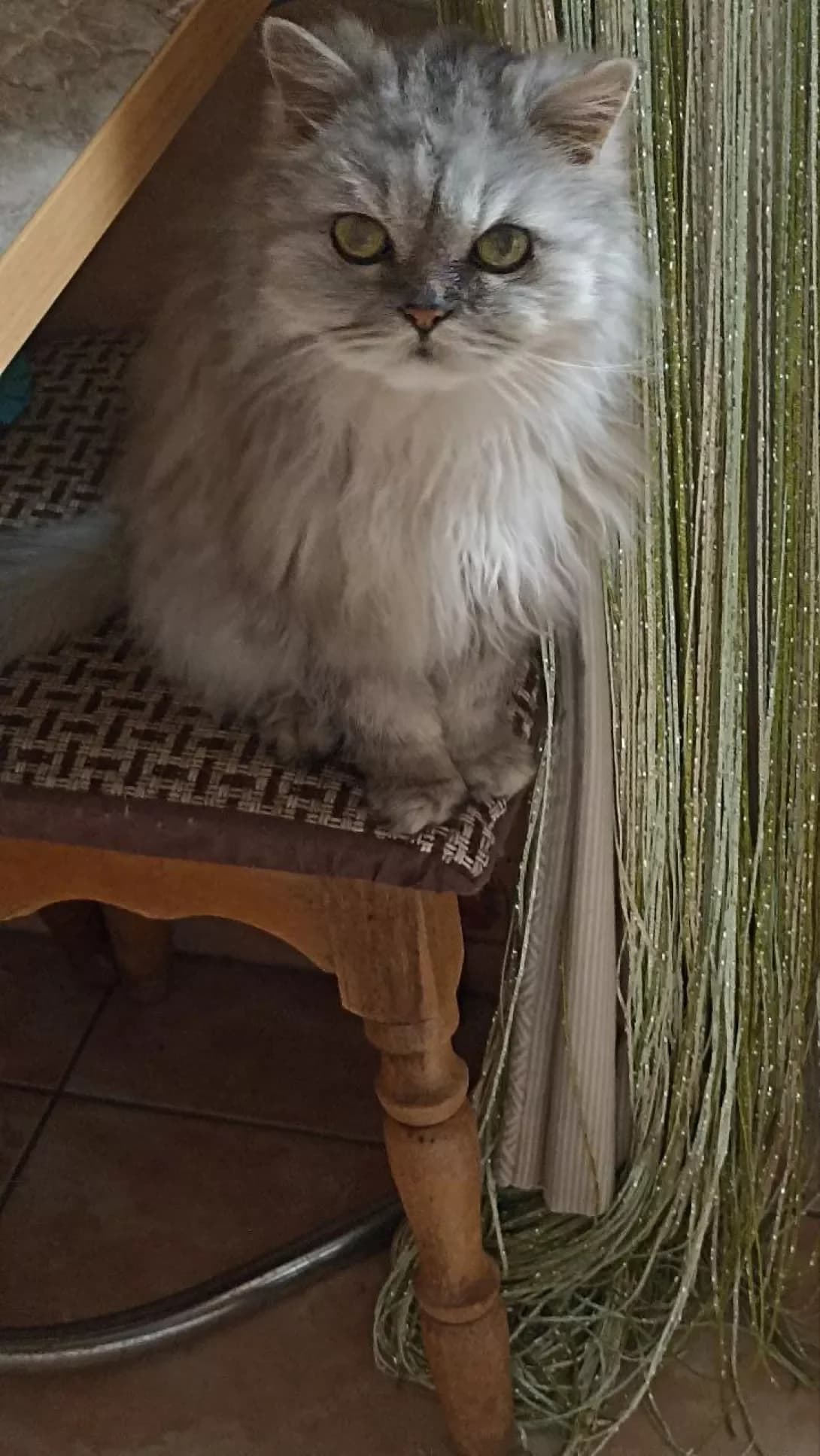 Bonita ( Bonya) (Боніта ( Боня)), female senior Mixed Breed for adoption at Happy Paw Chernivtsi Oblast