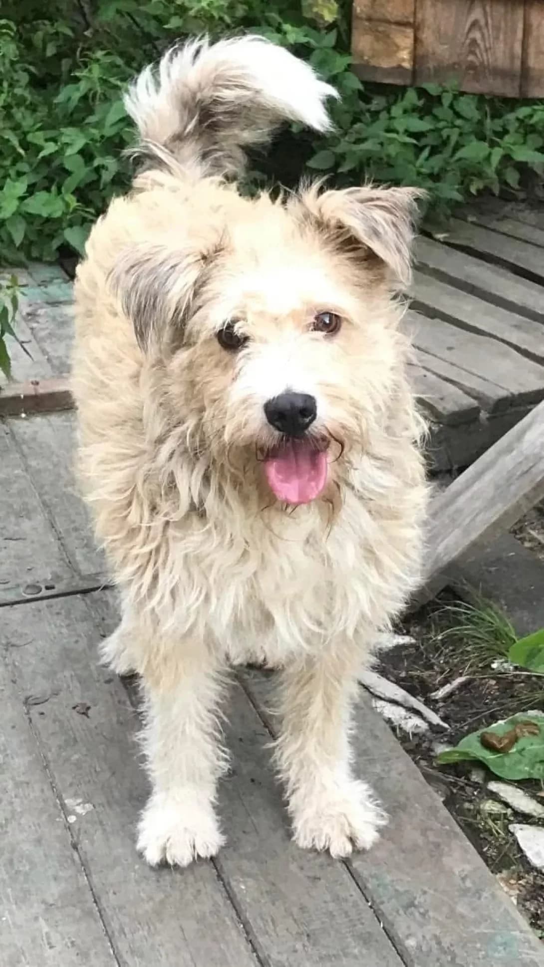 Zefir (Зефір), Mixed Breed (Happy Paw Ivano-Frankivsk Oblast)