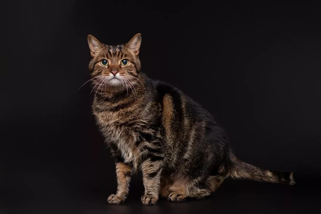 Endi (Енді), Mixed Breed (Happy Paw Kyiv Oblast)
