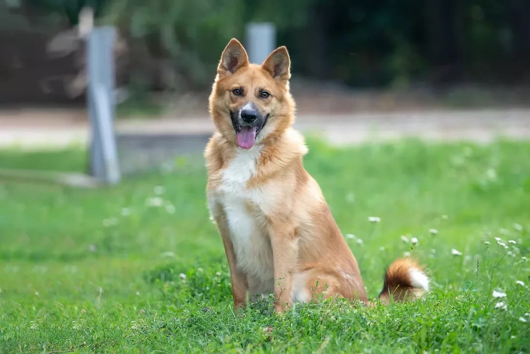 Rikki (Ріккі), Mixed Breed (Happy Paw Kyiv Oblast)