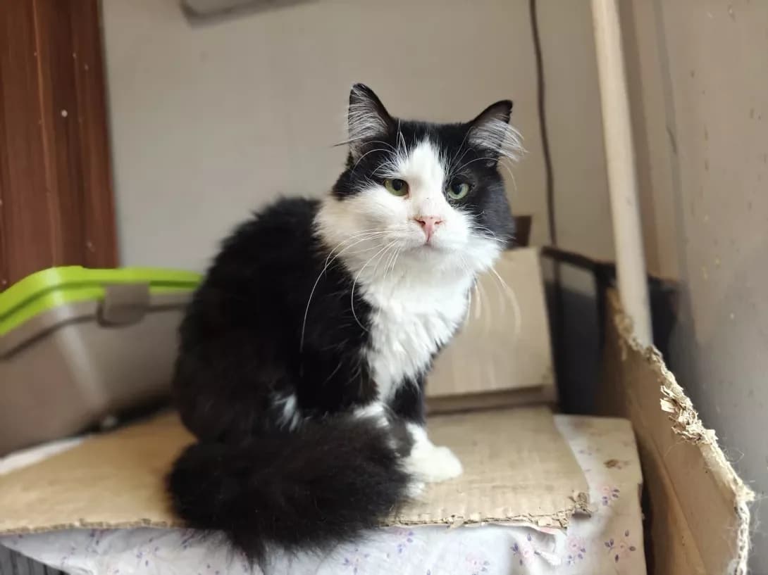 Feliks (Фелікс), Mixed Breed (Happy Paw Kyiv)