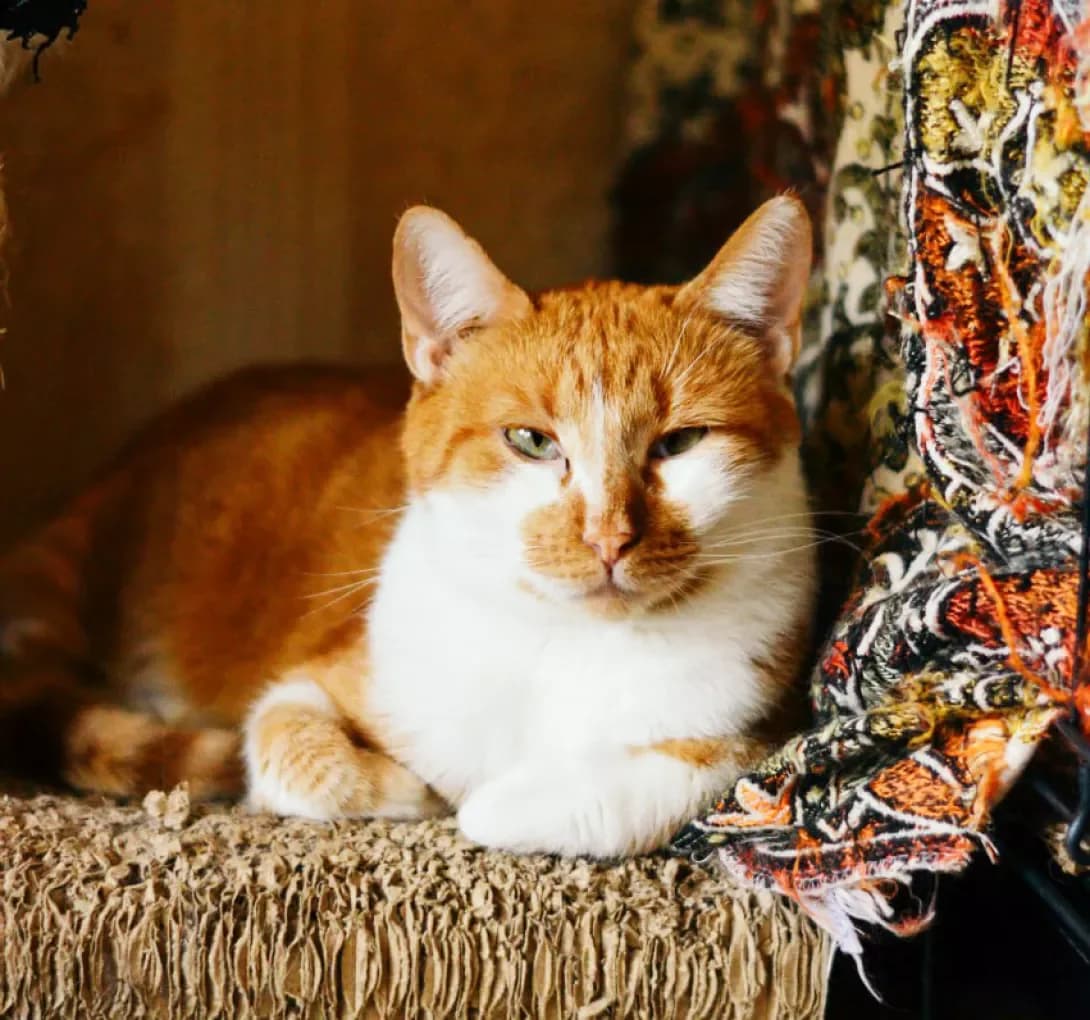 Tsukat (Цукат), Mixed Breed (Happy Paw Kyiv)