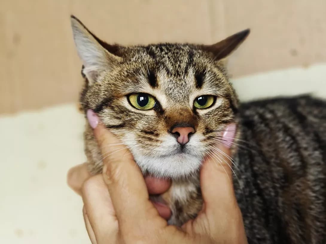 Mazerati (Мазераті), Mixed Breed (Happy Paw Kyiv)