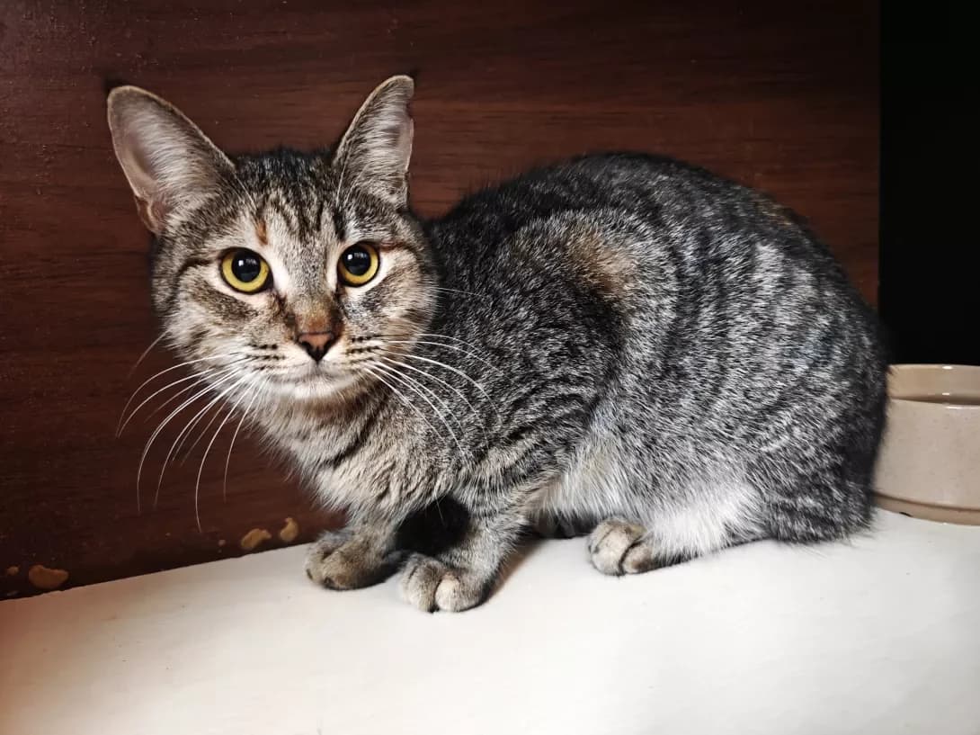 Lyalka (Лялька), Mixed Breed (Happy Paw Kyiv)