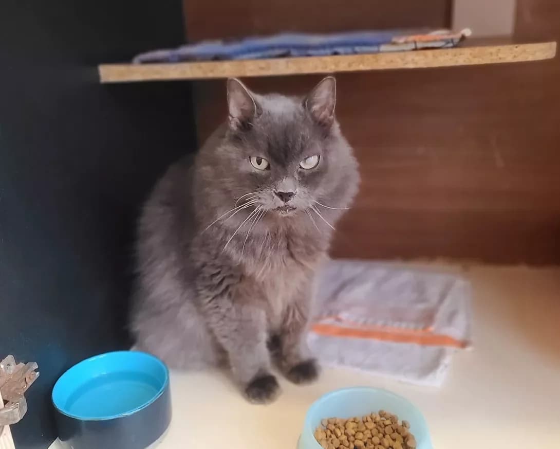 Saruman (Саруман), Mixed Breed (Happy Paw Kyiv)
