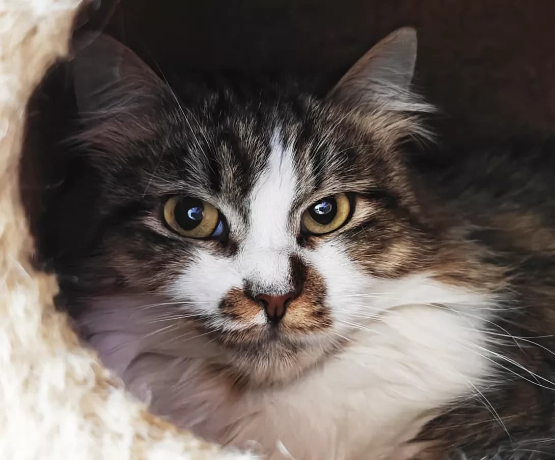 Lavi (Лаві), Mixed Breed (Happy Paw Kyiv)