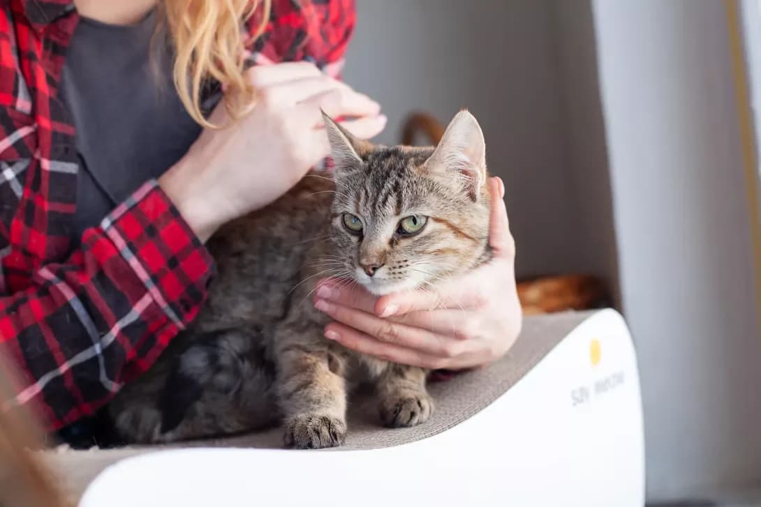 Vesta (Веста), Mixed Breed (Happy Paw Kyiv)
