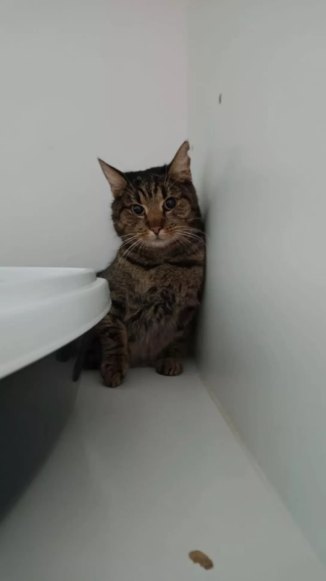 Panama (Панама), Mixed Breed (Happy Paw Kyiv)