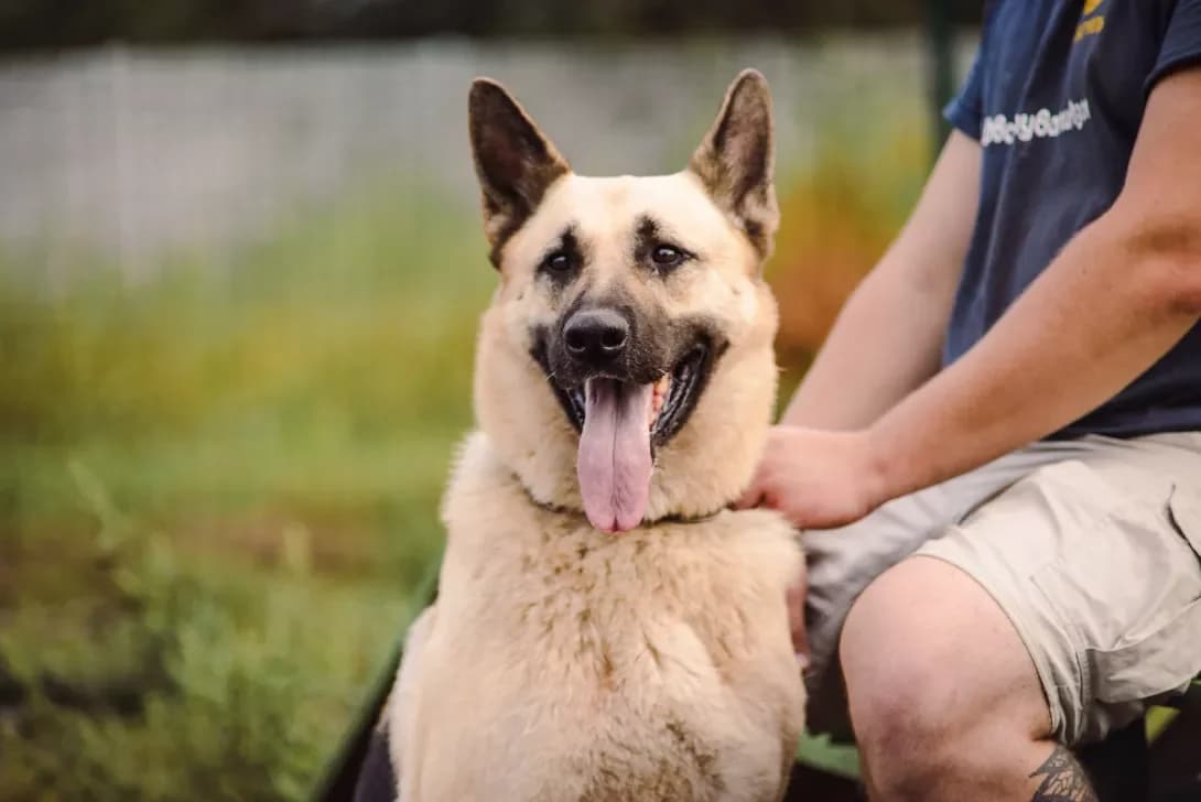 Tayga (Тайга), Mixed Breed (Happy Paw Kyiv Oblast)