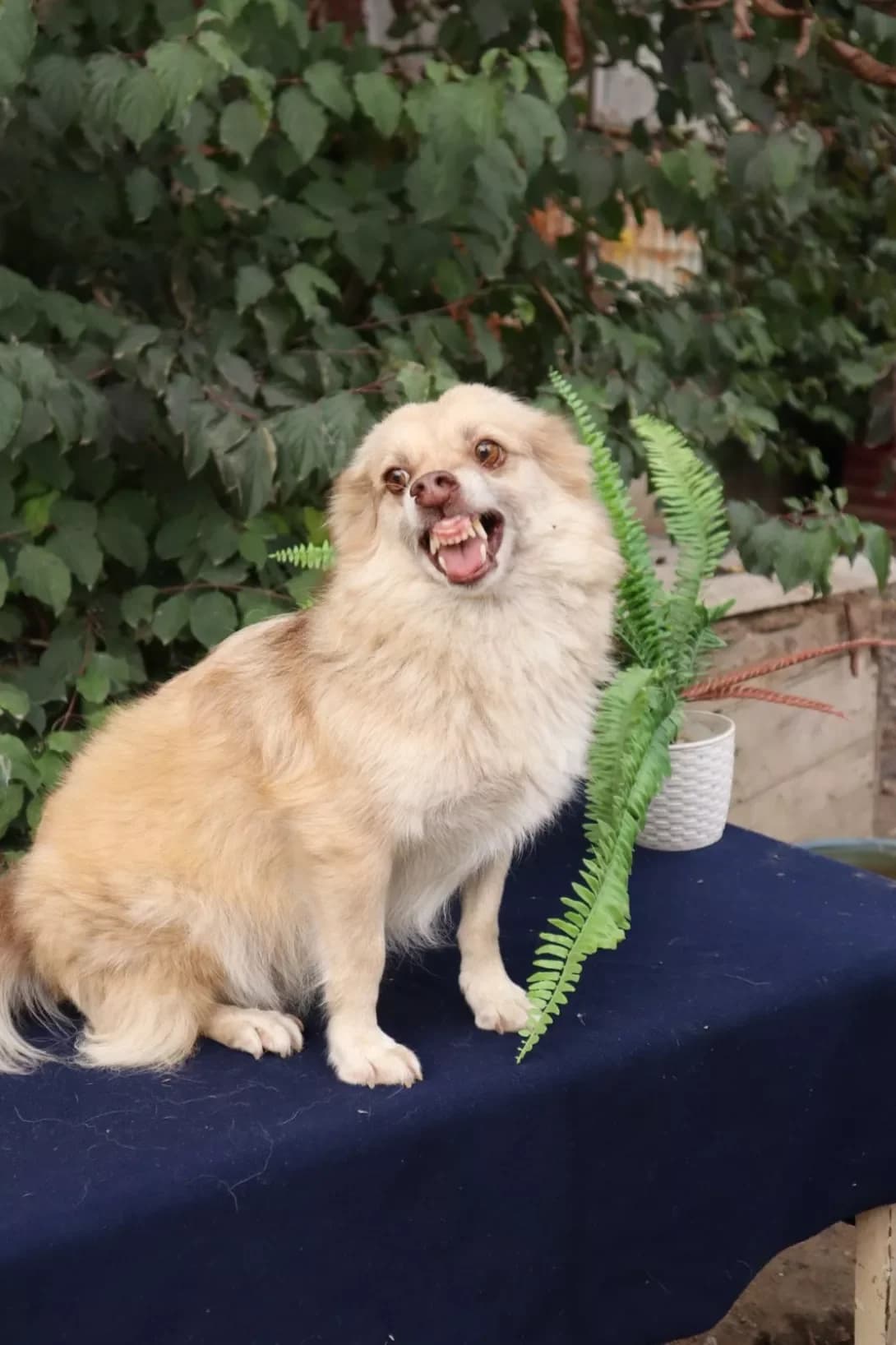 Sima (Сіма), female 5yo Mixed Breed for adoption at Happy Paw Khmelnytskyi Oblast
