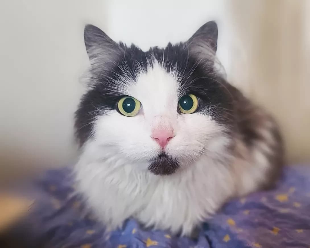Milka (Мілка), Mixed Breed (Happy Paw Kyiv)