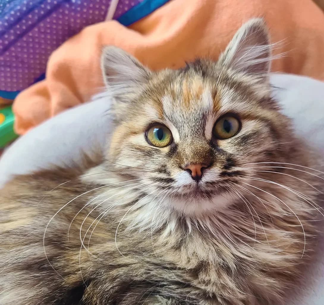 Marisya (Марися), Mixed Breed (Happy Paw Kyiv)
