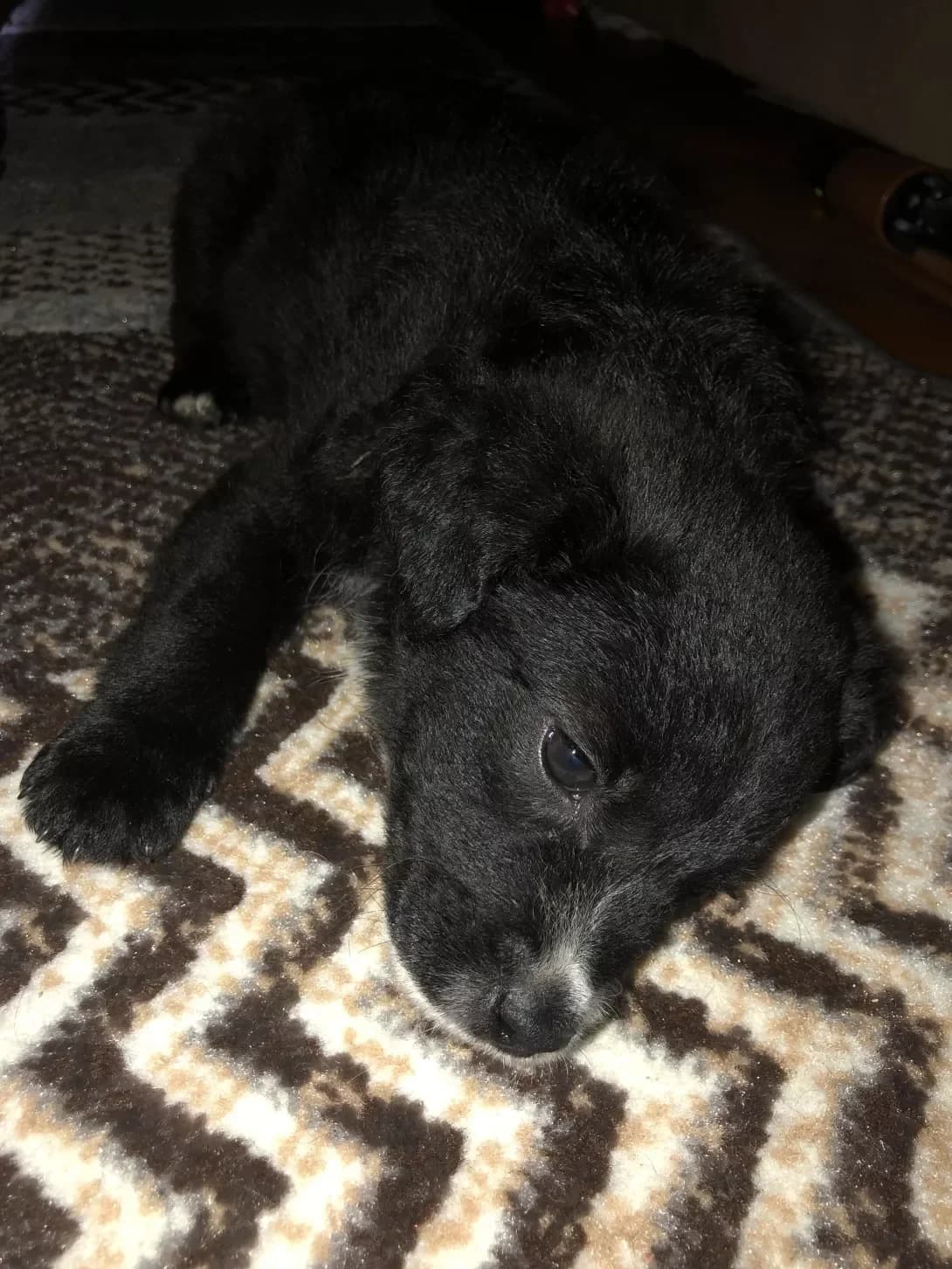 Shon (Шон), male young Mixed Breed for adoption at Happy Paw Chernivtsi Oblast