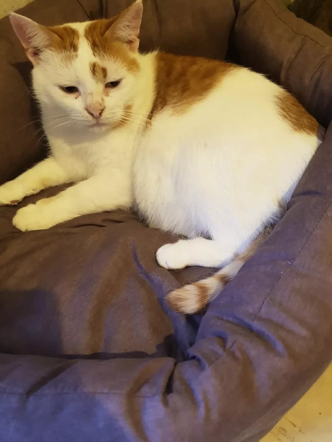 Mars (Марс), male senior Mixed Breed for adoption at Happy Paw Zaporizhzhia